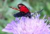 Zygaena transalpina
